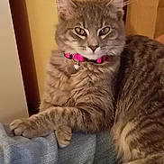 Precious joined the competition — help win amazing prizes! cat, tabby, gray_cat, pet, collar, bell, indoor, feline, animal, fur, relaxed, domestic_cat, cute, portrait, sitting, denim, lap, closeup, whiskers, ears