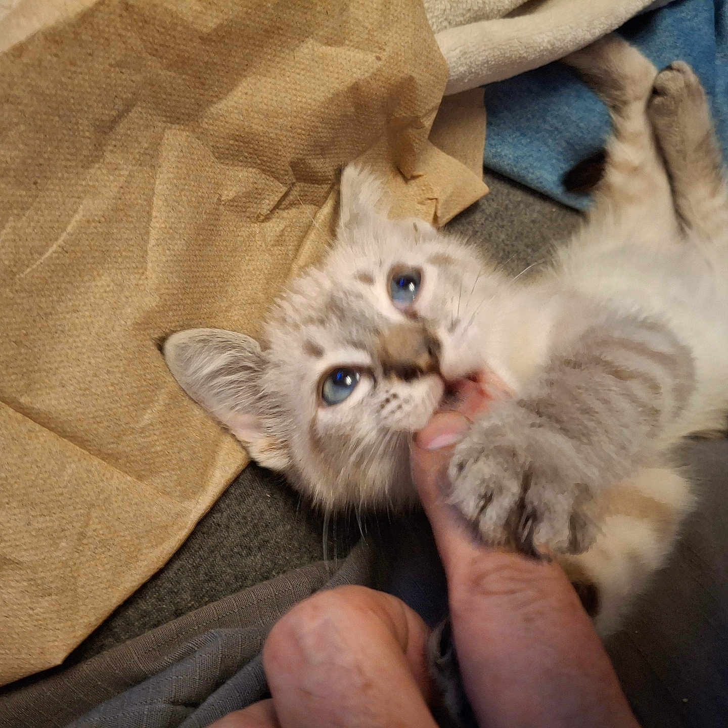 Tater Spice joined the competition — help win amazing prizes! bite, blanket, blue_eyes, cat, claws, close_up, cute, domestic_animal, fabric, finger, fur, human_hand, indoor, kitten, paw, pet, playful, resting, soft, young_cat