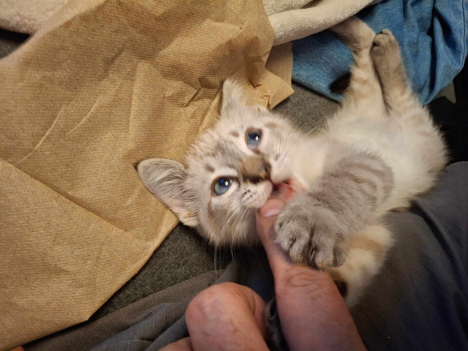 Tater Spice joined the competition — help win amazing prizes! kitten, cat, blue_eyes, playful, bite, paw, human_hand, indoor, fabric, blanket, cute, pet, young_cat, fur, claws, close_up, domestic_animal, finger, resting, soft