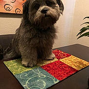 Trooper is registered to the contest to win money with this photo: dog, gray, fluffy, table, placemat, colorful, patchwork, indoor, plant, painting, wall, curious, head_tilt, pet, fur, animal, cute, portrait, decor, home