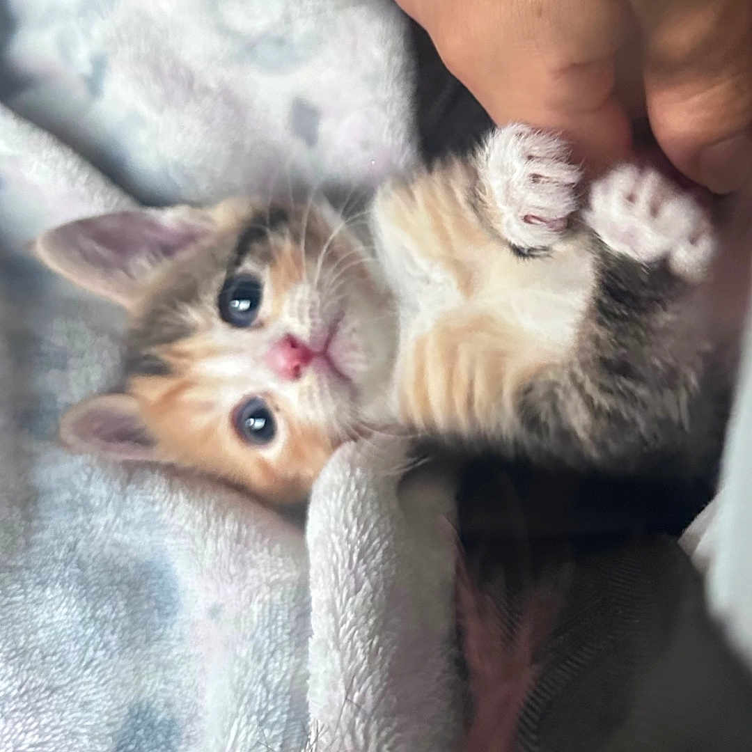 Nala is registered to the contest to win money with this photo: abyssinian, adult, animal, blanket, bodypart, cat, face, female, finger, hand, head, kitten, manx, person, pet, photography, portrait, quilt, sleeping, woman