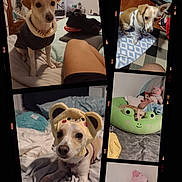 Princess is registered to the contest to win money with this photo: animal, bed, blanket, canine, carpet, collage, costume, cute, dog, furniture, hat, home, indoor, pet, pillow, plush_toy, relaxed, room, sleeping_area, stuffed_animal