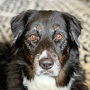 Stella joined the competition — help win amazing prizes! dog, animal, pet, portrait, close_up, face, fur, black_fur, white_fur, brown_eyes, indoor, carpet, texture, looking_at_camera, mammal, companion, cute, domestic_animal, resting, calm
