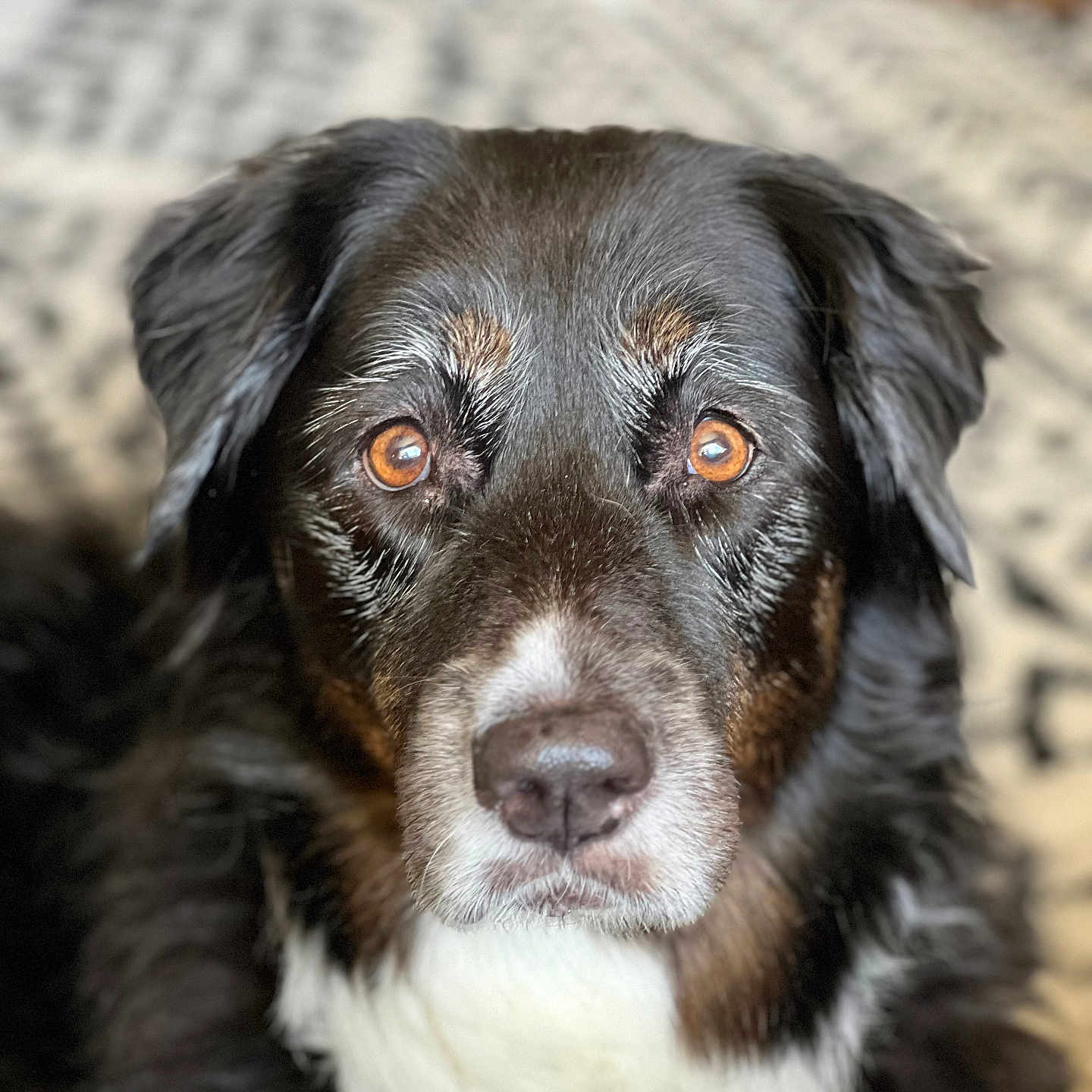 Stella joined the competition — help win amazing prizes! animal, black_fur, brown_eyes, calm, carpet, close_up, companion, cute, dog, domestic_animal, face, fur, indoor, looking_at_camera, mammal, pet, portrait, resting, texture, white_fur