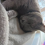 Loki is registered to the contest to win money with this photo: carnivore, cat, claw, comfort, fawn, felidae, fur, grey, mammal, nap, small_to_medium_sized_cats, snout, tail, terrestrial_animal, vertebrate, whiskers, wildlife, window