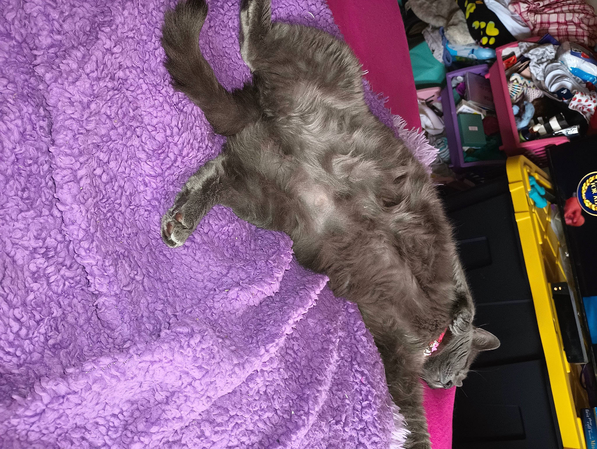 Loki joined the competition — help win amazing prizes! art, canidae, dog_breed, fashion_accessory, felidae, fictional_character, fur, grey, linens, livestock, magenta, pattern, purple, snout, tail, unicorn, violet, visual_arts, wool, working_animal