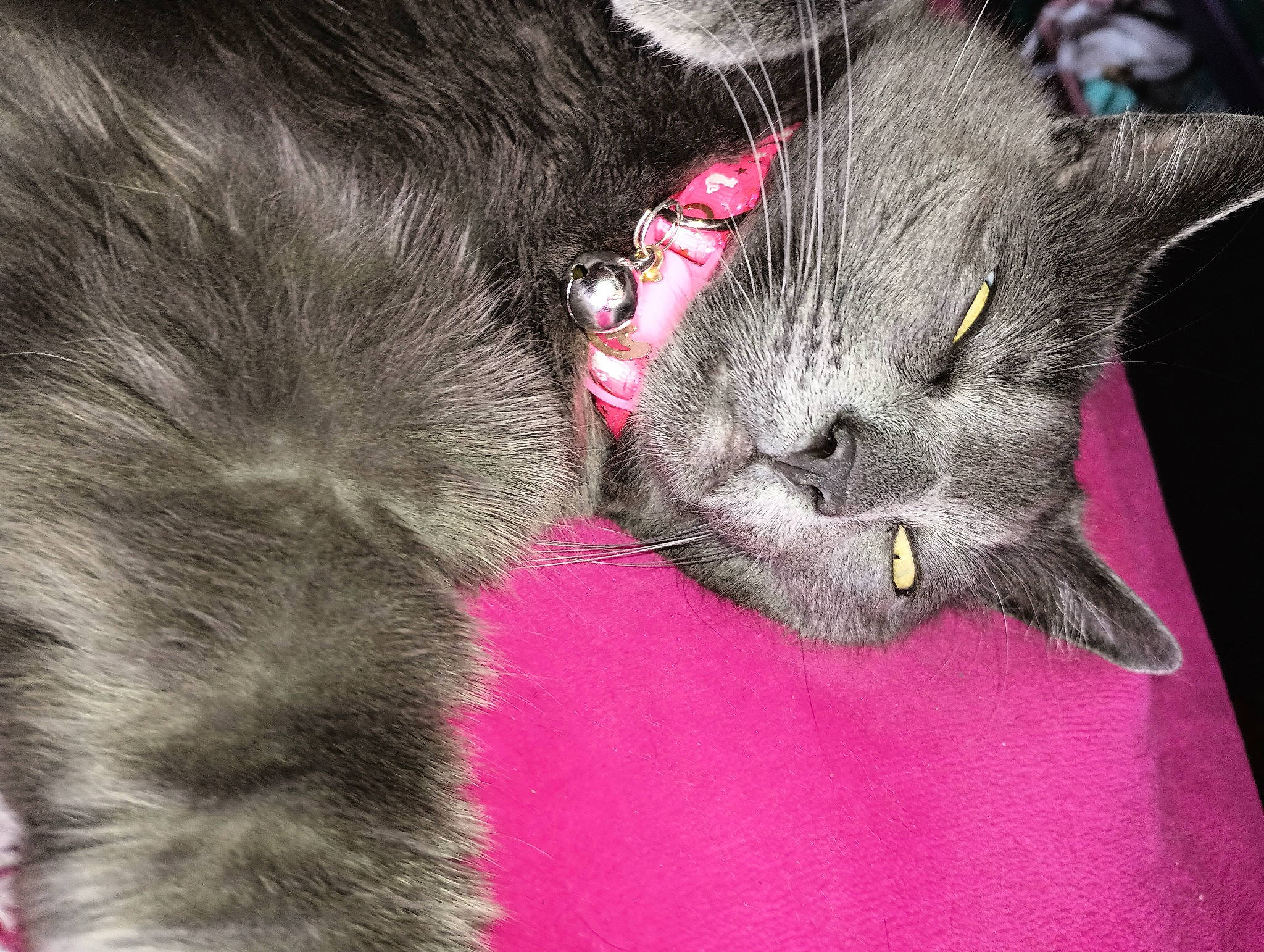 Loki is registered to the contest to win money with this photo: black_cat, carnivore, cat, claw, domestic_short_haired_cat, felidae, fur, magenta, paw, small_to_medium_sized_cats, snout, tail, terrestrial_animal, whiskers