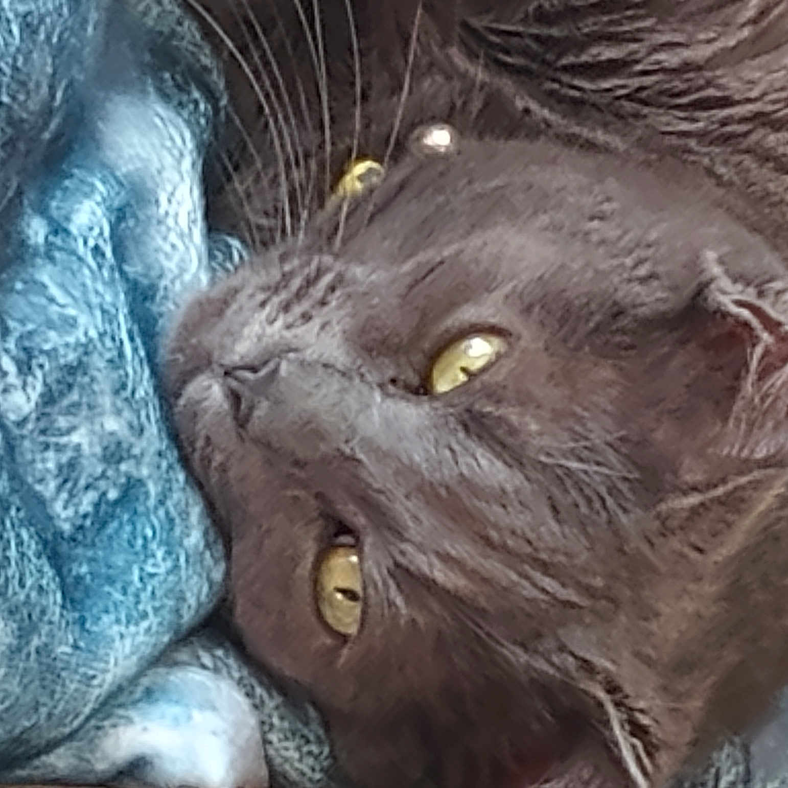 Loki