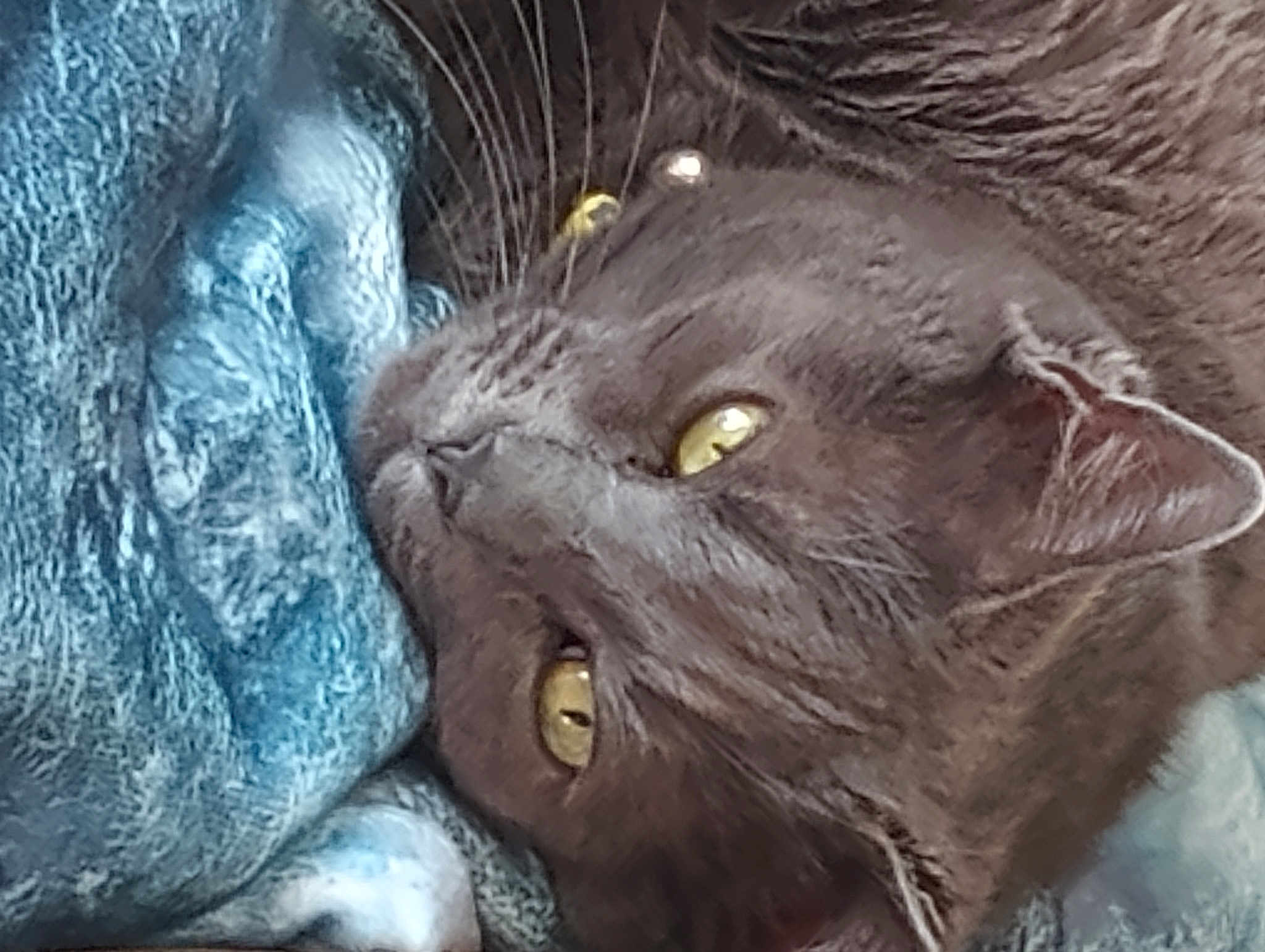 Loki