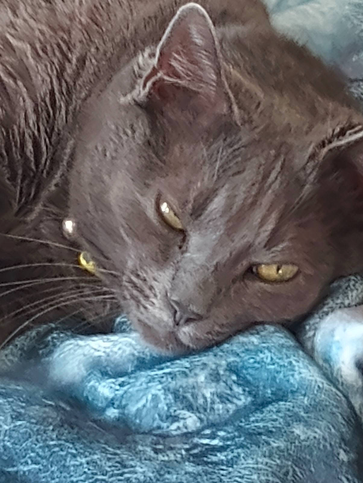 Loki joined the competition — help win amazing prizes! black_cat, carnivore, cat, domestic_short_haired_cat, electric_blue, felidae, fur, grey, russian_blue, small_to_medium_sized_cats, snout, whiskers, window