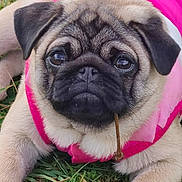 Carlita a rejoint le concours — aidez-le/la à gagner de superbes lots ! dog, pug, puppy, pink_jacket, grass, outdoor, close_up, portrait, cute, wrinkled_face, big_eyes, black_muzzle, small_dog, paw, canine, pet, lying_down, ground, nature, coat