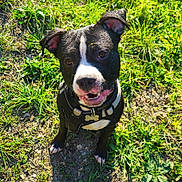 Boomer participe au concours pour gagner de l'argent avec cette photo : dog, black_and_white, harness, grass, outdoor, sunlight, pet, canine, happy, ears, tag, smiling, nature, animal, playful, ground, closeup, looking_up, muzzle, collar