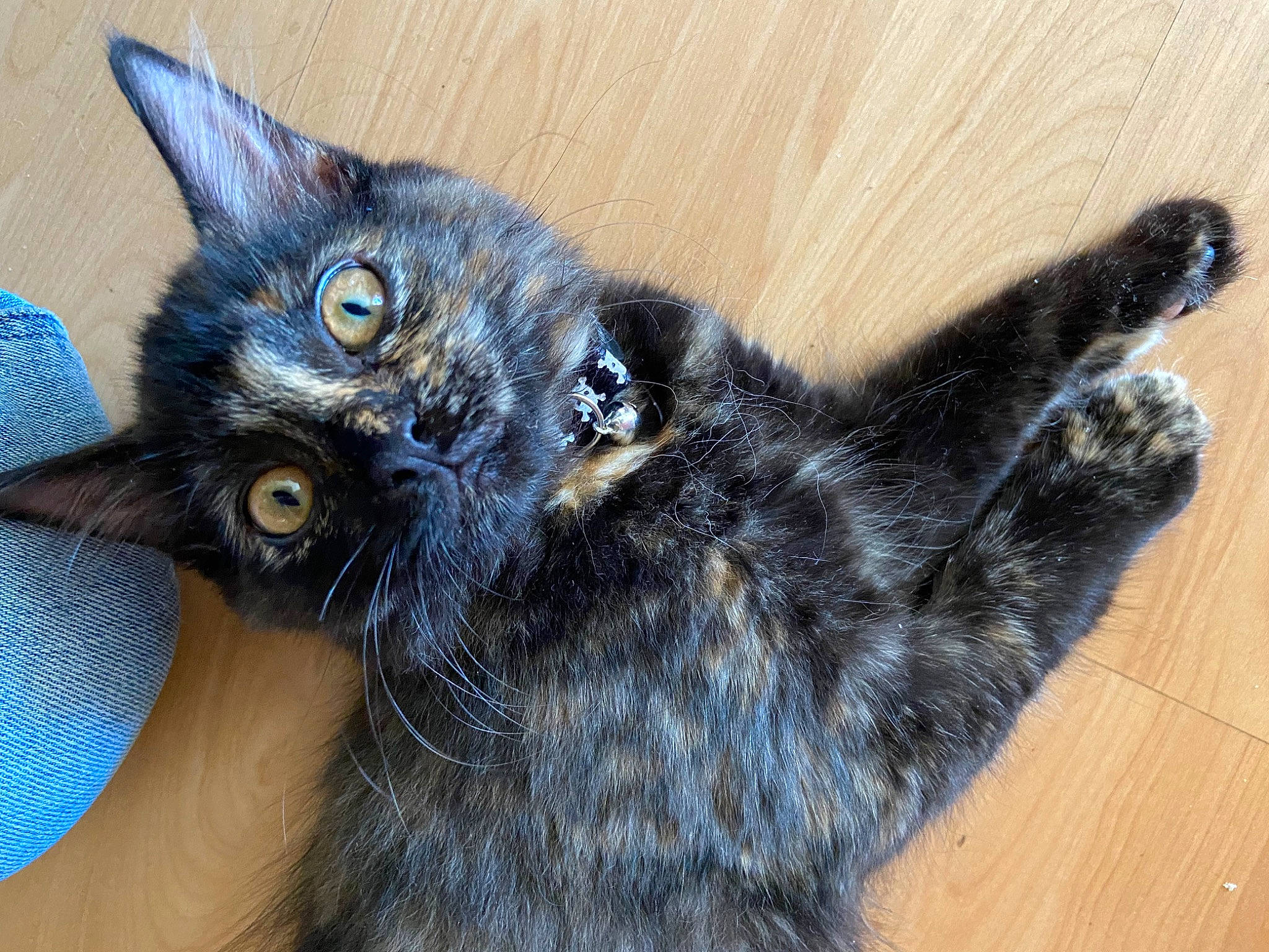 Gloria joined the competition — help win amazing prizes! black_cat, carnivore, cat, claw, domestic_short_haired_cat, ear, electric_blue, felidae, fur, hardwood, small_to_medium_sized_cats, snout, varnish, whiskers, wood