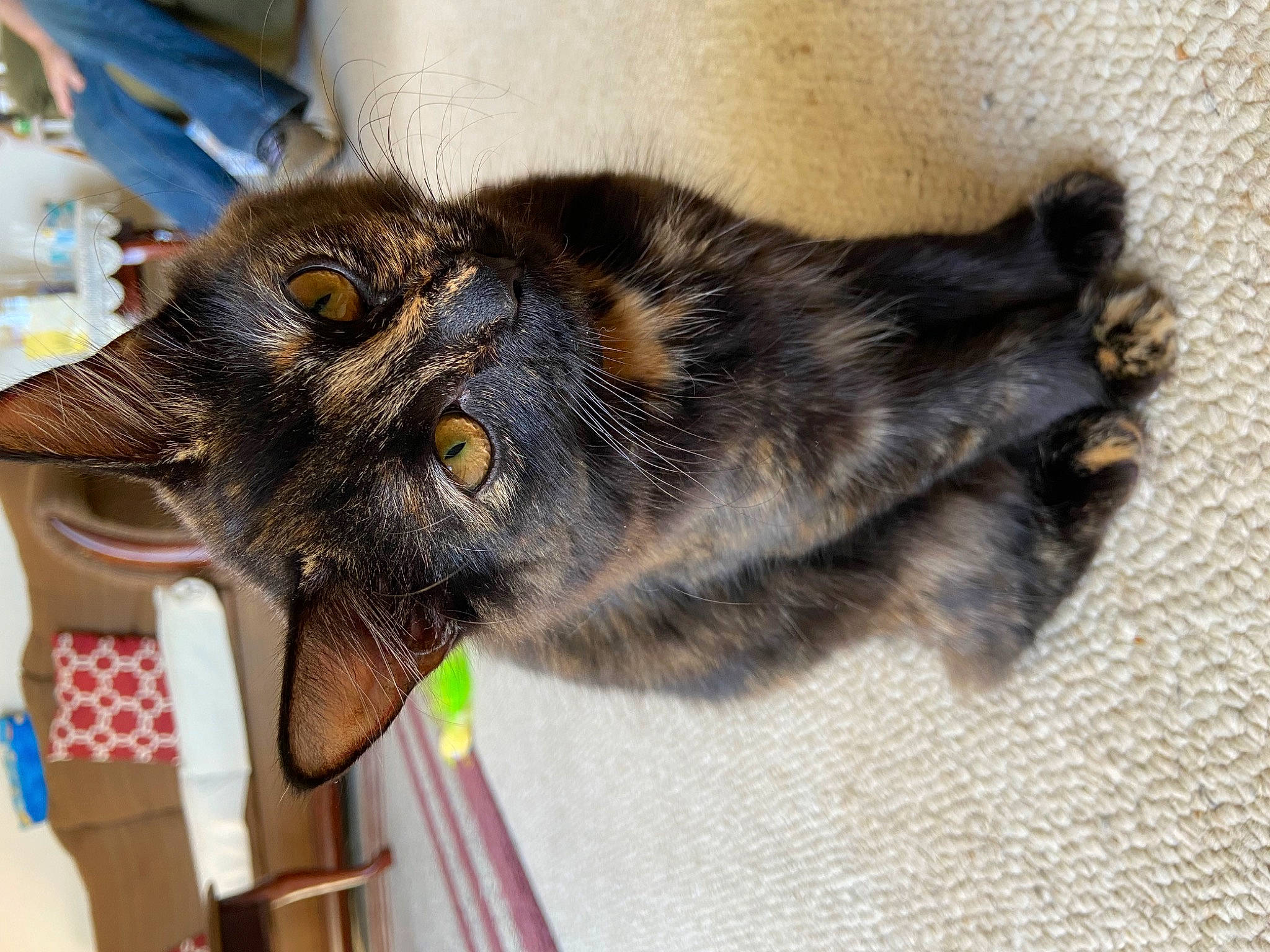 Gloria joined the competition — help win amazing prizes! black_cat, carnivore, cat, claw, devon_rex, domestic_short_haired_cat, ear, felidae, fur, paw, small_to_medium_sized_cats, snout, tail, terrestrial_animal, whiskers