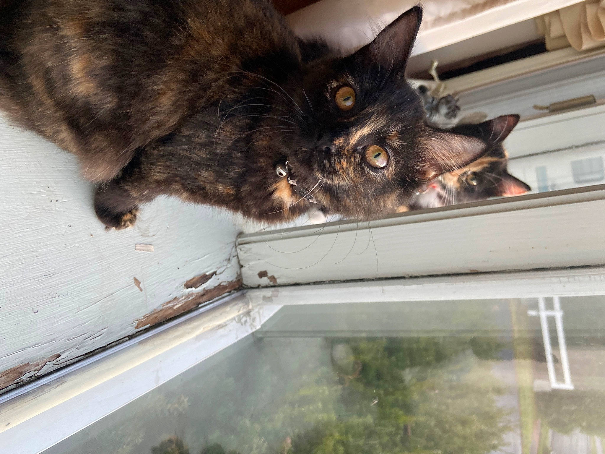 Gloria joined the competition — help win amazing prizes! black_cat, carnivore, cat, claw, domestic_short_haired_cat, felidae, fur, small_to_medium_sized_cats, snout, tail, terrestrial_animal, whiskers