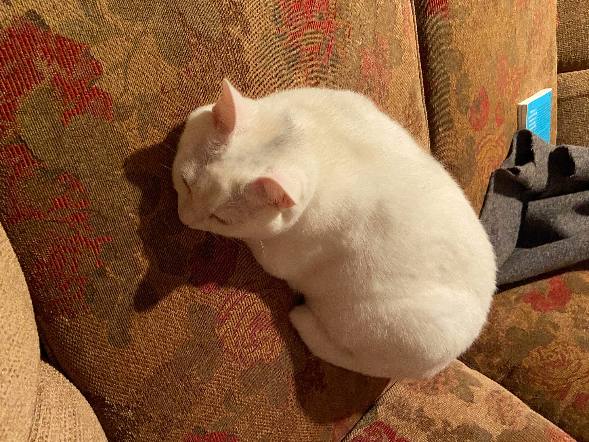 Beatrice joined the competition — help win amazing prizes! carnivore, cat, comfort, domestic_short_haired_cat, fang, fawn, felidae, flooring, fur, paw, small_to_medium_sized_cats, snout, tail, terrestrial_animal, whiskers, wood