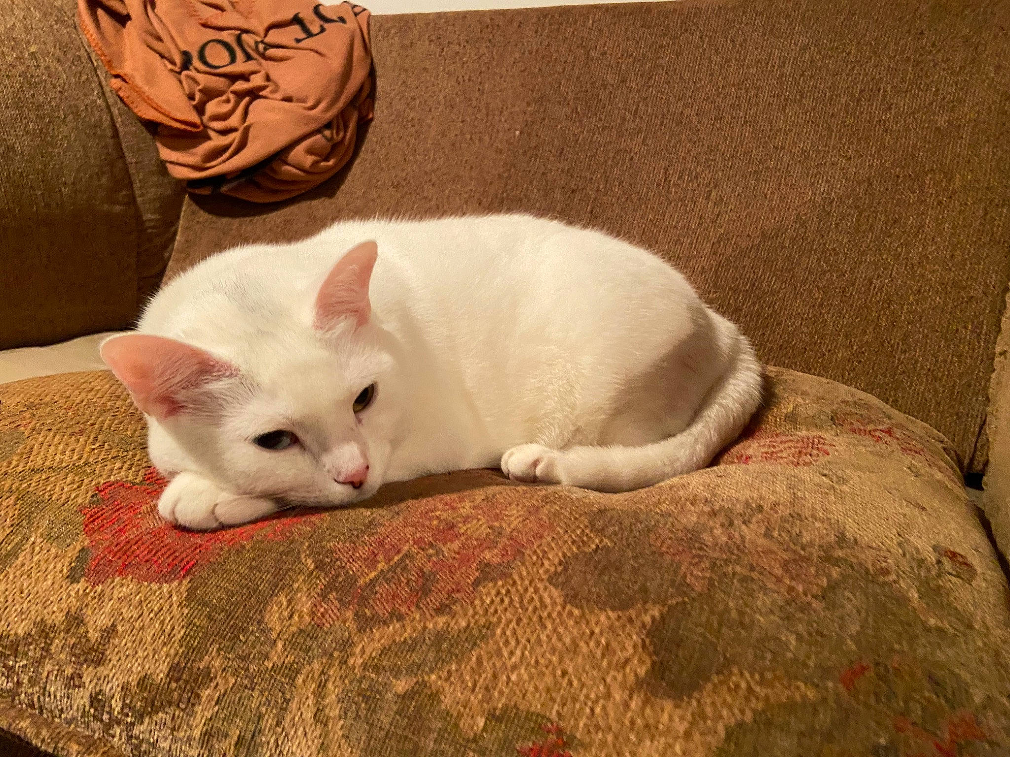 Beatrice is registered to the contest to win money with this photo: bedding, carnivore, cat, comfort, domestic_short_haired_cat, fawn, felidae, flooring, fur, linens, nap, pattern, paw, sitting, small_to_medium_sized_cats, snout, tail, terrestrial_animal, whiskers, wood