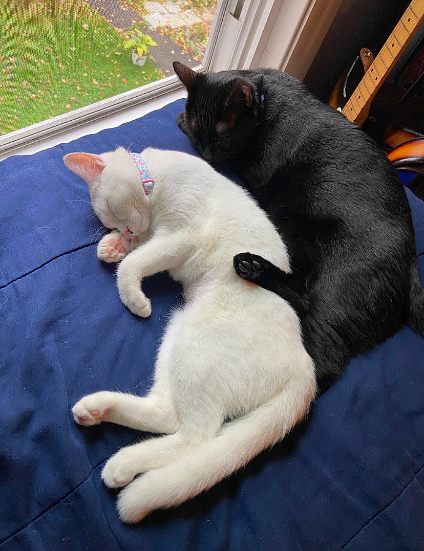 Beatrice is registered to the contest to win money with this photo: black_cat, carnivore, cat, claw, comfort, companion_dog, dog_breed, domestic_short_haired_cat, felidae, fur, grass, lap, mammal, paw, sitting, small_to_medium_sized_cats, snout, tail, whiskers