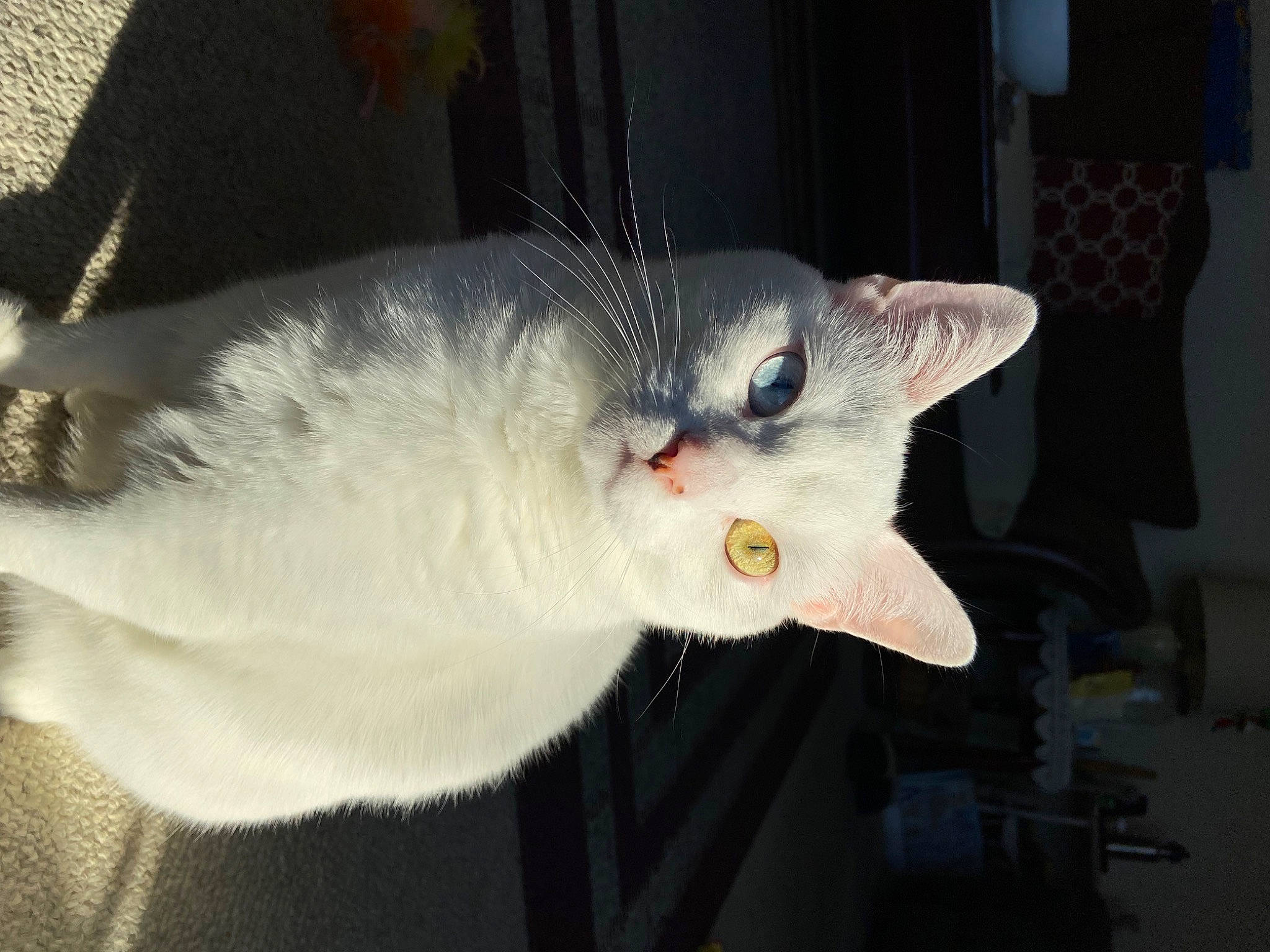 Beatrice is registered to the contest to win money with this photo: carnivore, cat, claw, domestic_short_haired_cat, ear, fang, felidae, fur, head, jaw, paw, small_to_medium_sized_cats, snout, tail, whiskers