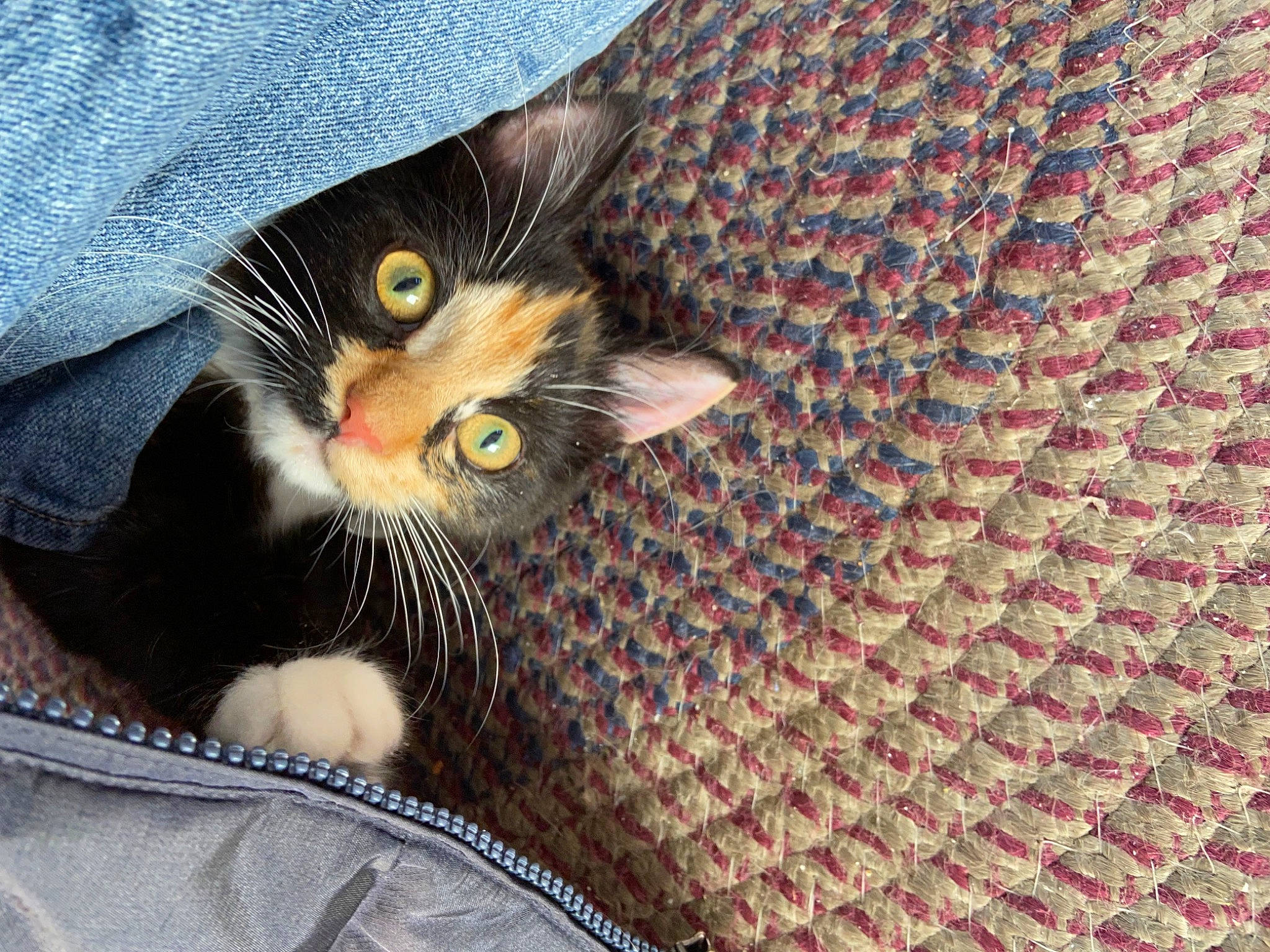 Poppy joined the competition — help win amazing prizes! black_cat, carnivore, cat, cat_supply, claw, comfort, couch, denim, domestic_short_haired_cat, fawn, felidae, fur, hat, pattern, paw, sitting, small_to_medium_sized_cats, snout, tail, whiskers