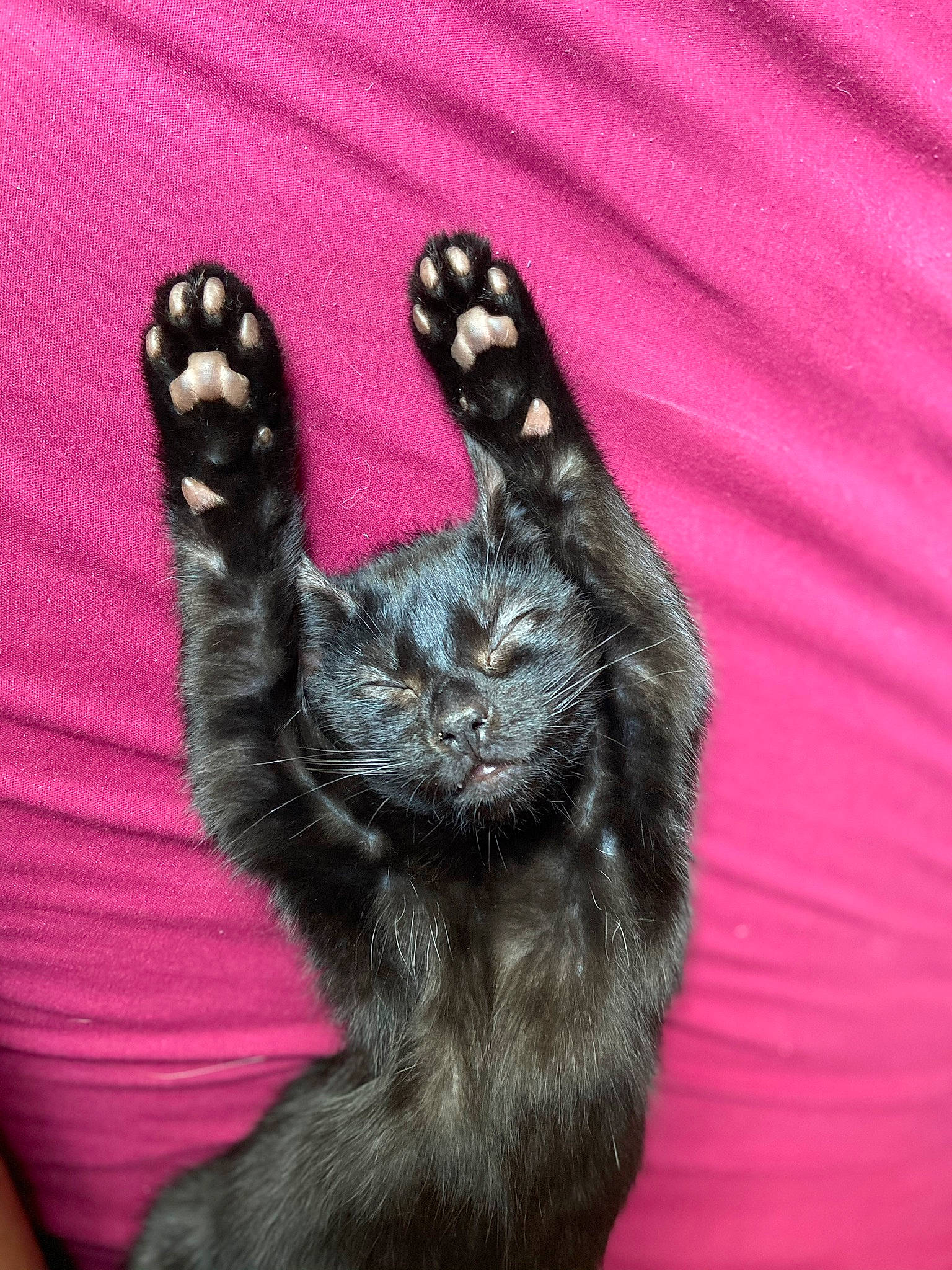 Bennie joined the competition — help win amazing prizes! black_cat, carnivore, cat, claw, comfort, domestic_short_haired_cat, electric_blue, felidae, finger, foot, fur, gesture, human_leg, magenta, nail, paw, sleeve, small_to_medium_sized_cats, thumb, whiskers