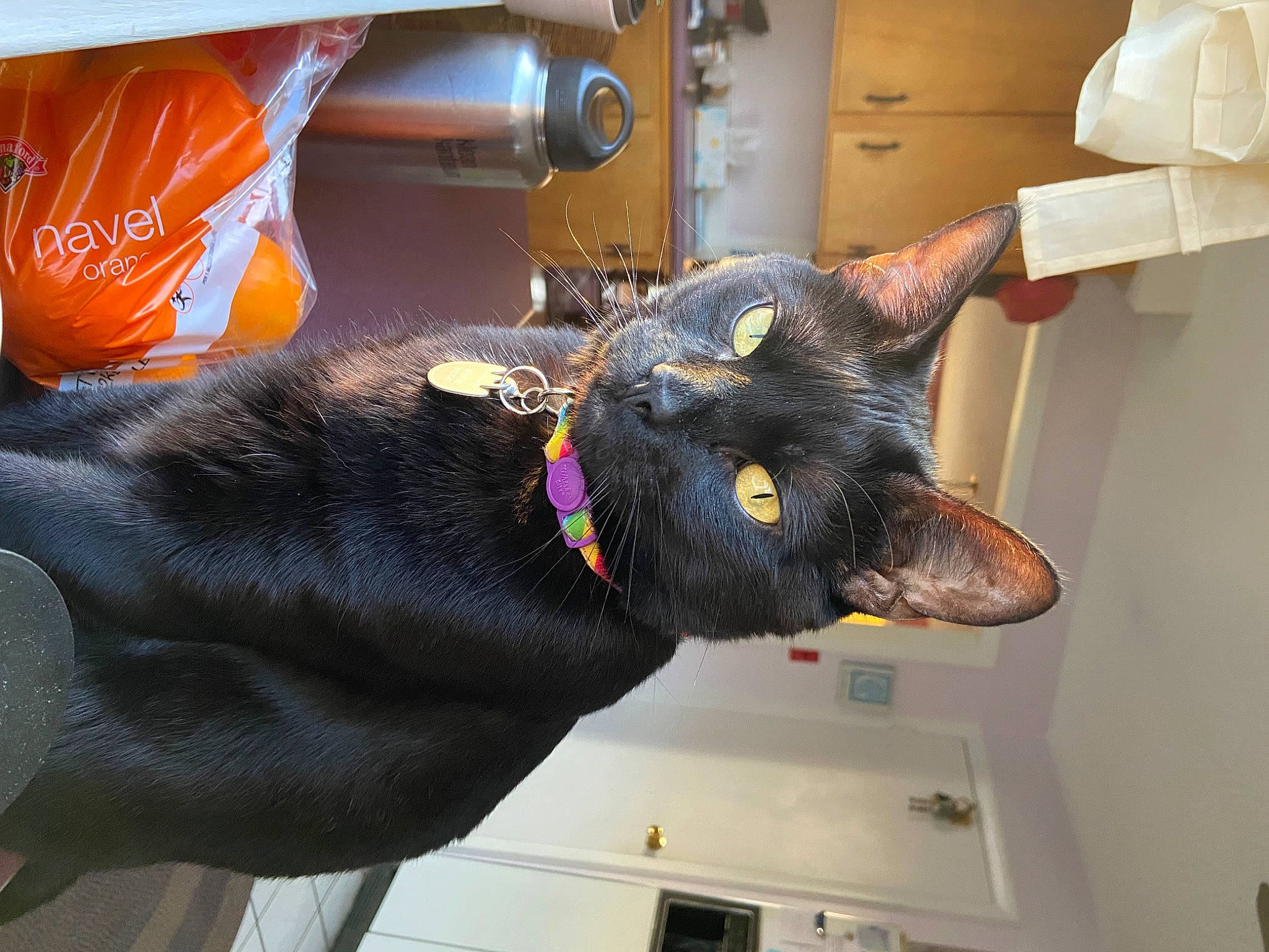 Bennie is registered to the contest to win money with this photo: black_cat, bombay, carnivore, cat, domestic_short_haired_cat, ear, fashion_accessory, felidae, fur, gesture, logo, natural_material, plant, small_to_medium_sized_cats, snout, tail, vegetable, whiskers