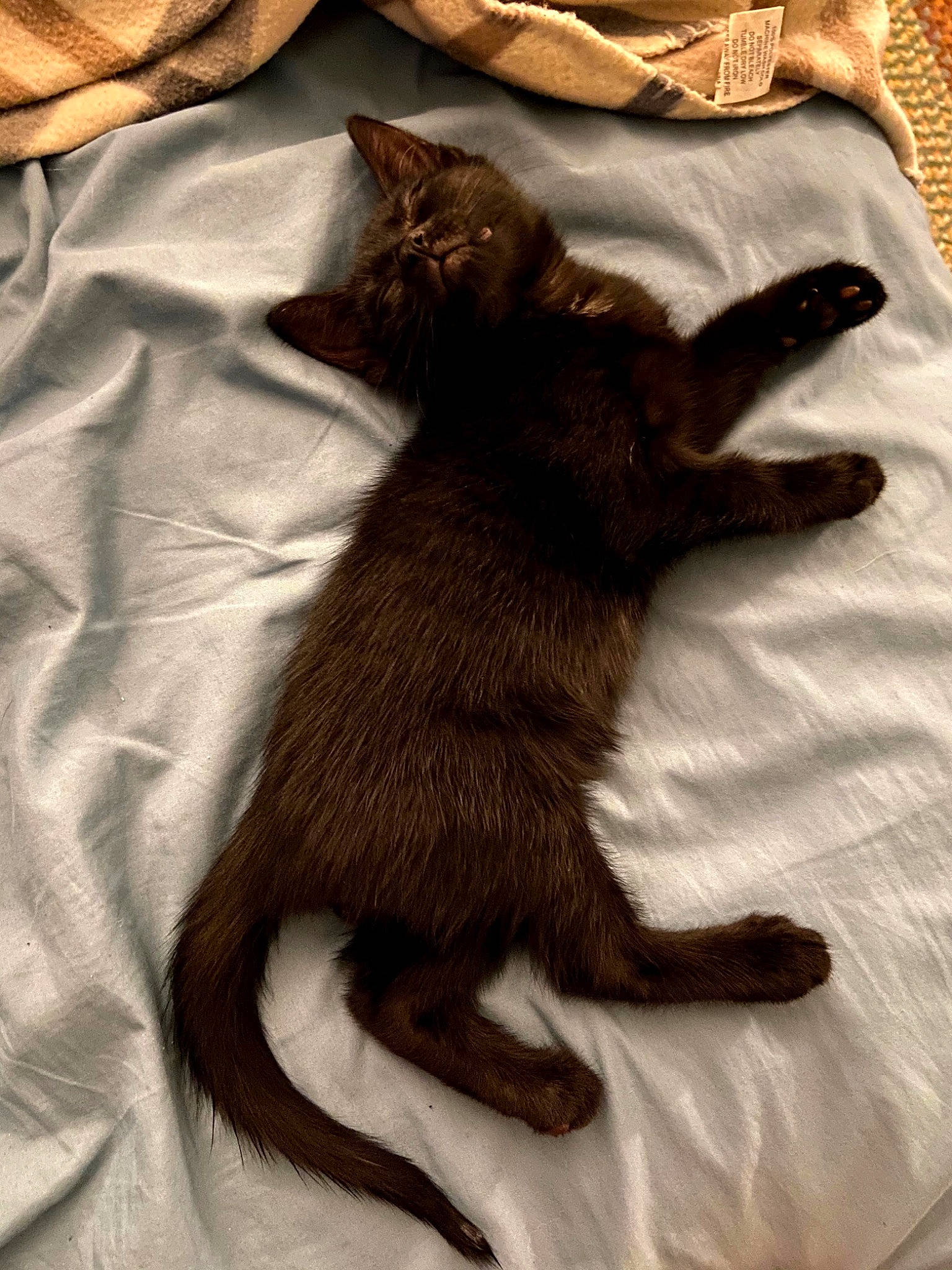 Bennie joined the competition — help win amazing prizes! black_cat, bombay, brown, carnivore, cat, claw, comfort, domestic_short_haired_cat, fawn, felidae, foot, fur, human_leg, linens, paw, small_to_medium_sized_cats, snout, tail, terrestrial_animal, whiskers