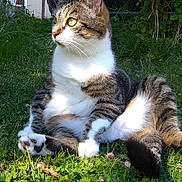 Maya participe au concours pour gagner de l'argent avec cette photo : cat, tabby_cat, grass, outdoor, sunlight, greenery, car, vehicle, building, door, plant, flower, nature, animal, pet, feline, relaxing, sitting, suburban, daylight