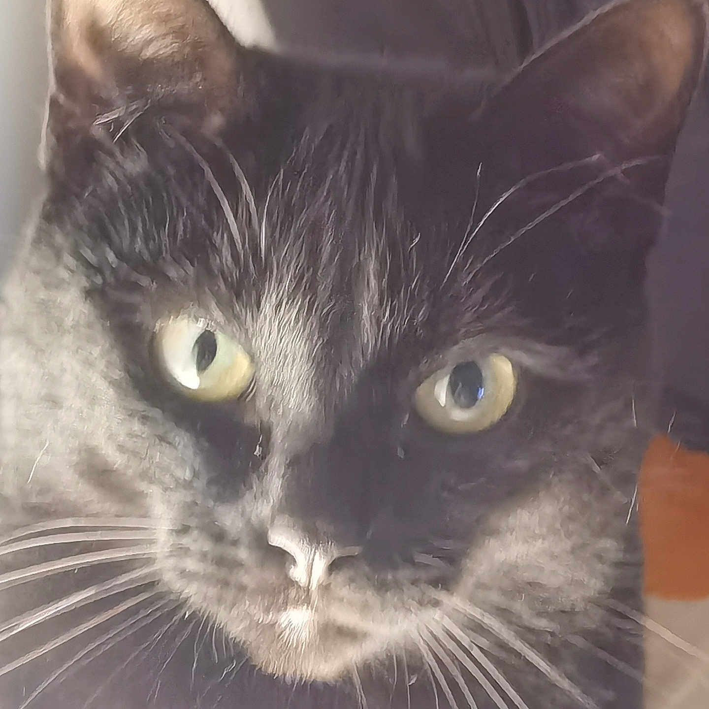 Reglisse participe au concours pour gagner de l'argent avec cette photo : abyssinian, angora, animal, blackcat, brasssection, cat, horn, kitten, manx, musicalinstrument, pet, siamese, snout