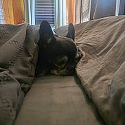 Willy joined the competition — help win amazing prizes! dog, sleeping, bed, blanket, cozy, indoor, pet, resting, curtains, window, soft_light, peaceful, animal, domestic, relaxation, fur, ears, snout, home, comfort