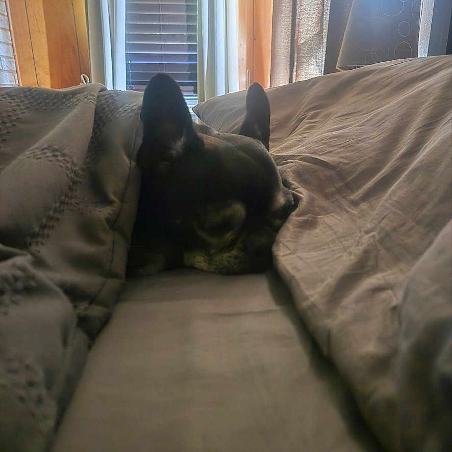 Willy joined the competition — help win amazing prizes! dog, sleeping, bed, blanket, cozy, indoor, pet, resting, curtains, window, soft_light, peaceful, animal, domestic, relaxation, fur, ears, snout, home, comfort