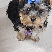Bella is registered to the contest to win money with this photo: dog, puppy, bow, blue_bow, fur, cute, small_dog, pet, animal, indoor, floor, looking_up, adorable, fluffy, collar, tag, black_fur, brown_fur, white_fur, standing