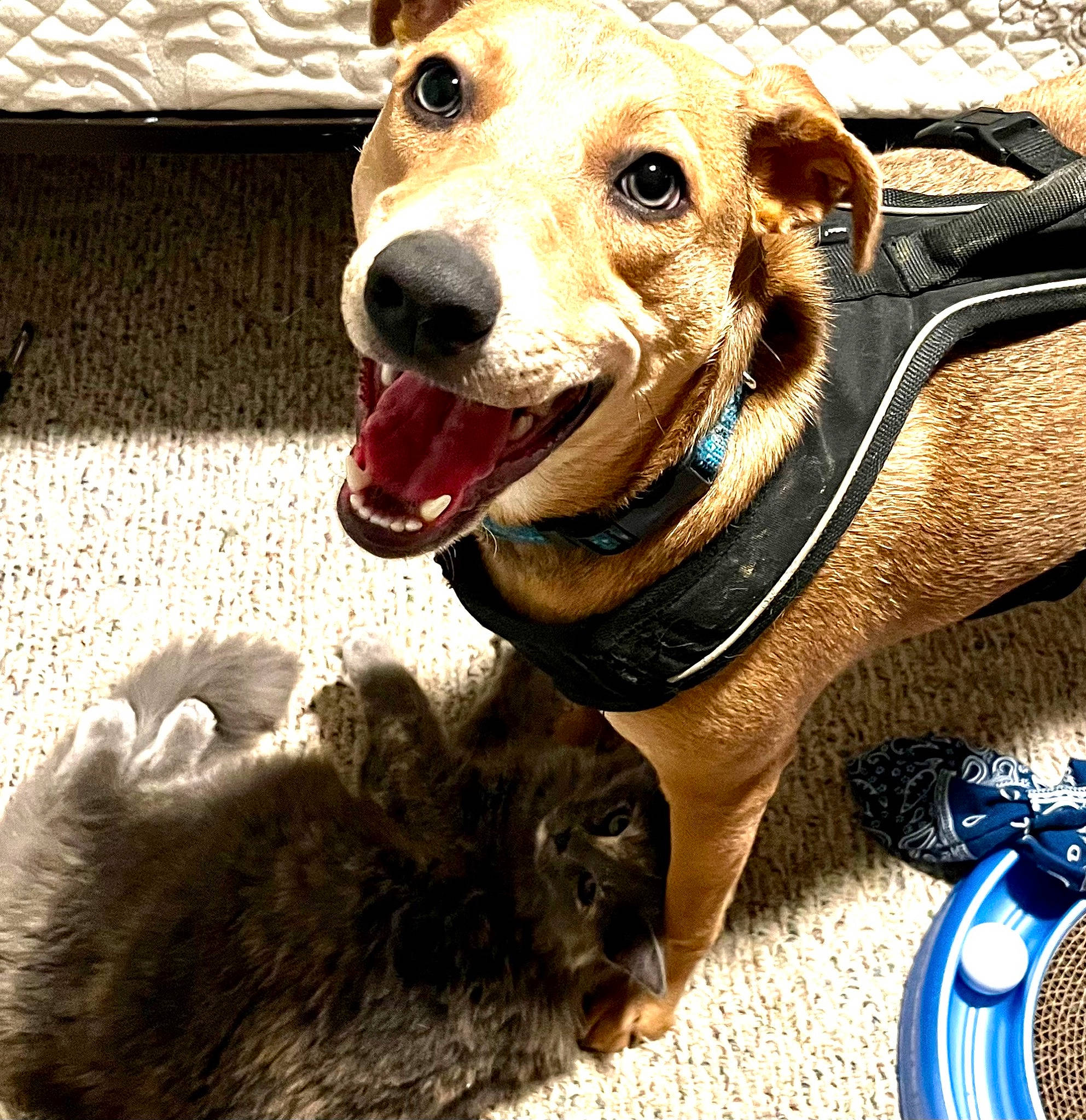 Sassy joined the competition — help win amazing prizes! canidae, carnivore, collar, companion_dog, dog, dog_breed, dog_collar, dog_supply, fashion_accessory, fawn, fur, leash, liver, paw, pet_supply, snout, sporting_group, whiskers, working_animal, working_dog