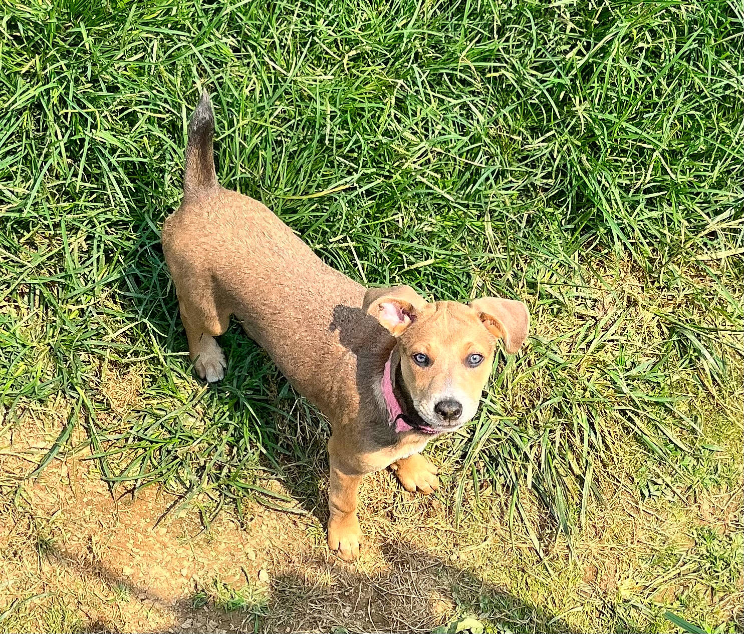 Sassy is registered to the contest to win money with this photo: canidae, carnivore, chihuahua, companion_dog, dog, dog_breed, dog_supply, fawn, grass, groundcover, paw, plant, snout, soil, sporting_group, tail, terrestrial_animal, toy_dog, whiskers, working_animal