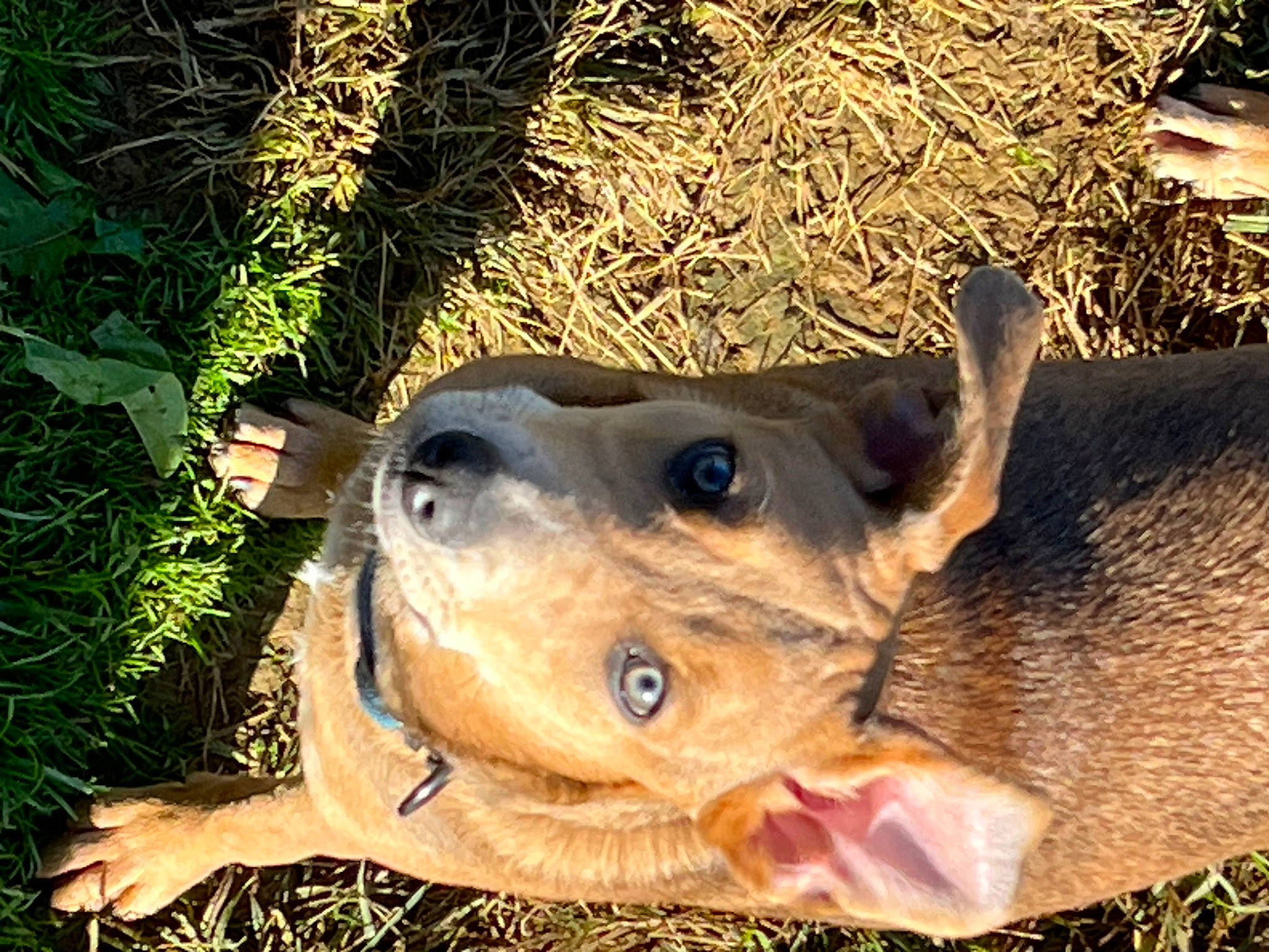 Sassy joined the competition — help win amazing prizes! amphibian, canidae, carnivore, dog_breed, domestic_pig, fawn, grass, landscape, plant, safari, snout, soil, sporting_group, suidae, terrestrial_animal, whiskers, wood, working_animal