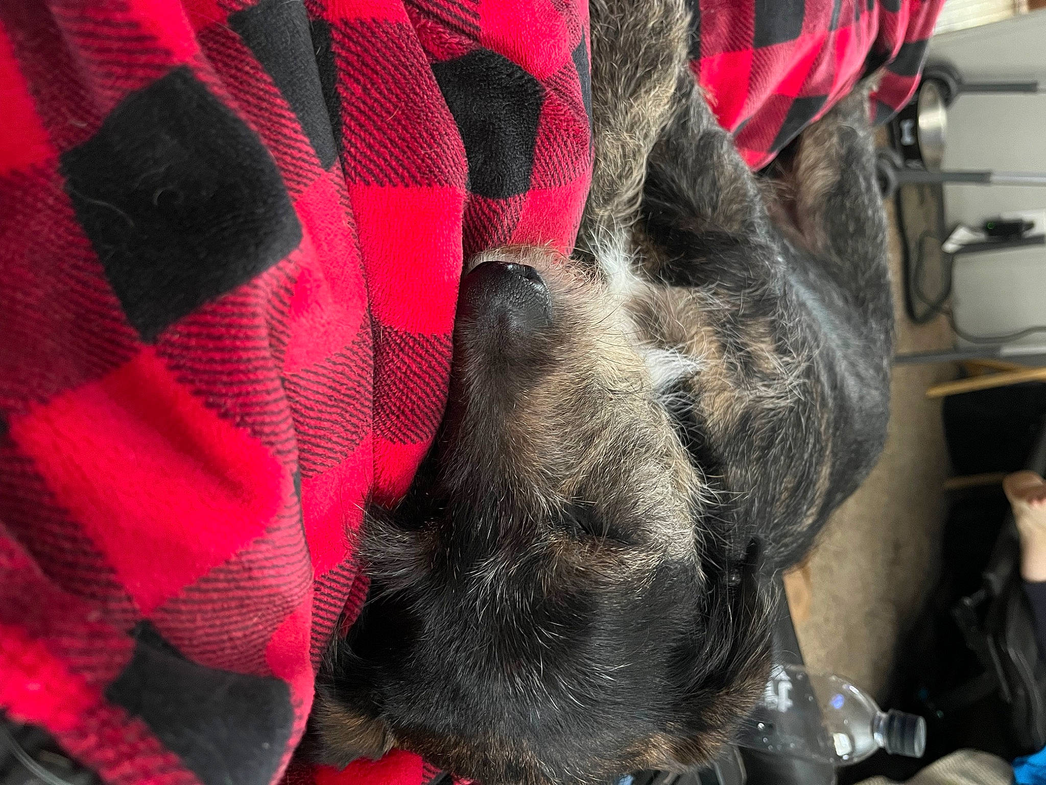 Patches joined the competition — help win amazing prizes! canidae, carmine, carnivore, comfort, companion_dog, dog, dog_breed, dog_supply, fawn, fur, grey, linens, magenta, pattern, red, snout, sporting_group, tail, tartan, whiskers