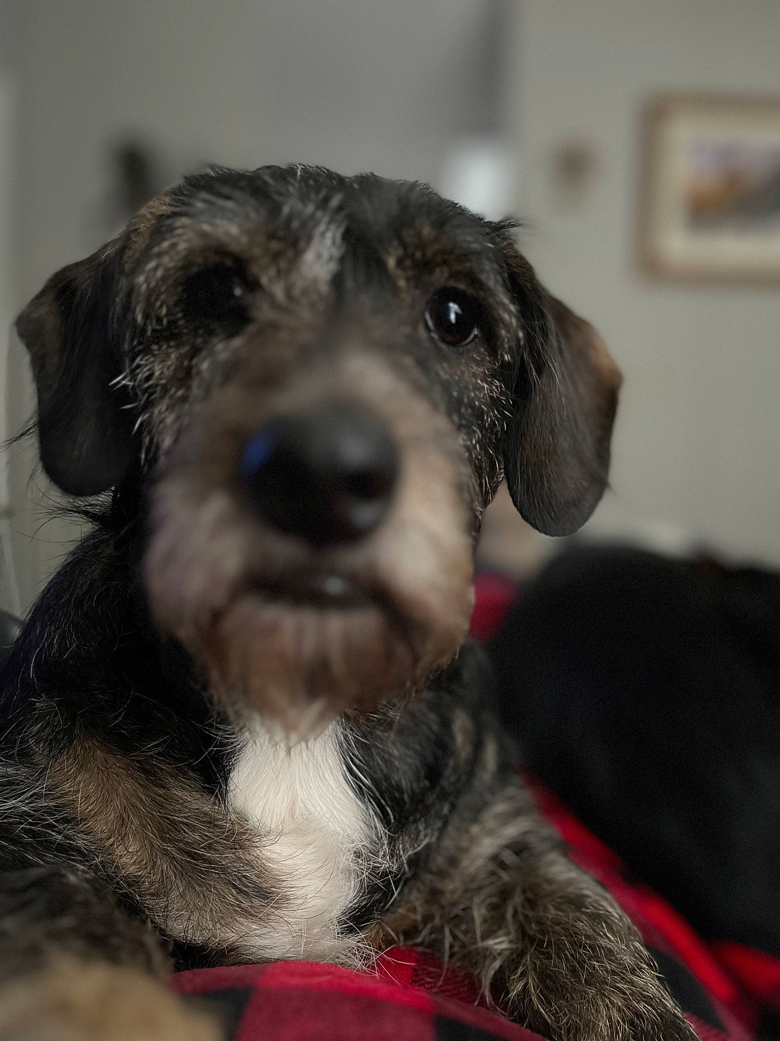 Patches is registered to the contest to win money with this photo: canidae, carnivore, companion_dog, dog, dog_breed, fur, pet_supply, puppy, small_terrier, sporting_group, terrier, whiskers, working_animal, working_terrier