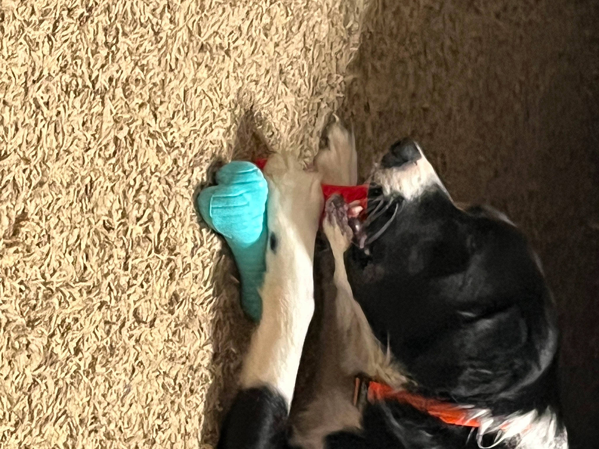 Bandit joined the competition — help win amazing prizes! canidae, carmine, carnivore, collar, companion_dog, dog, dog_breed, dog_collar, dog_supply, electric_blue, fashion_accessory, fawn, fur, leash, pet_supply, soil, sporting_group, tail, working_animal, wrist