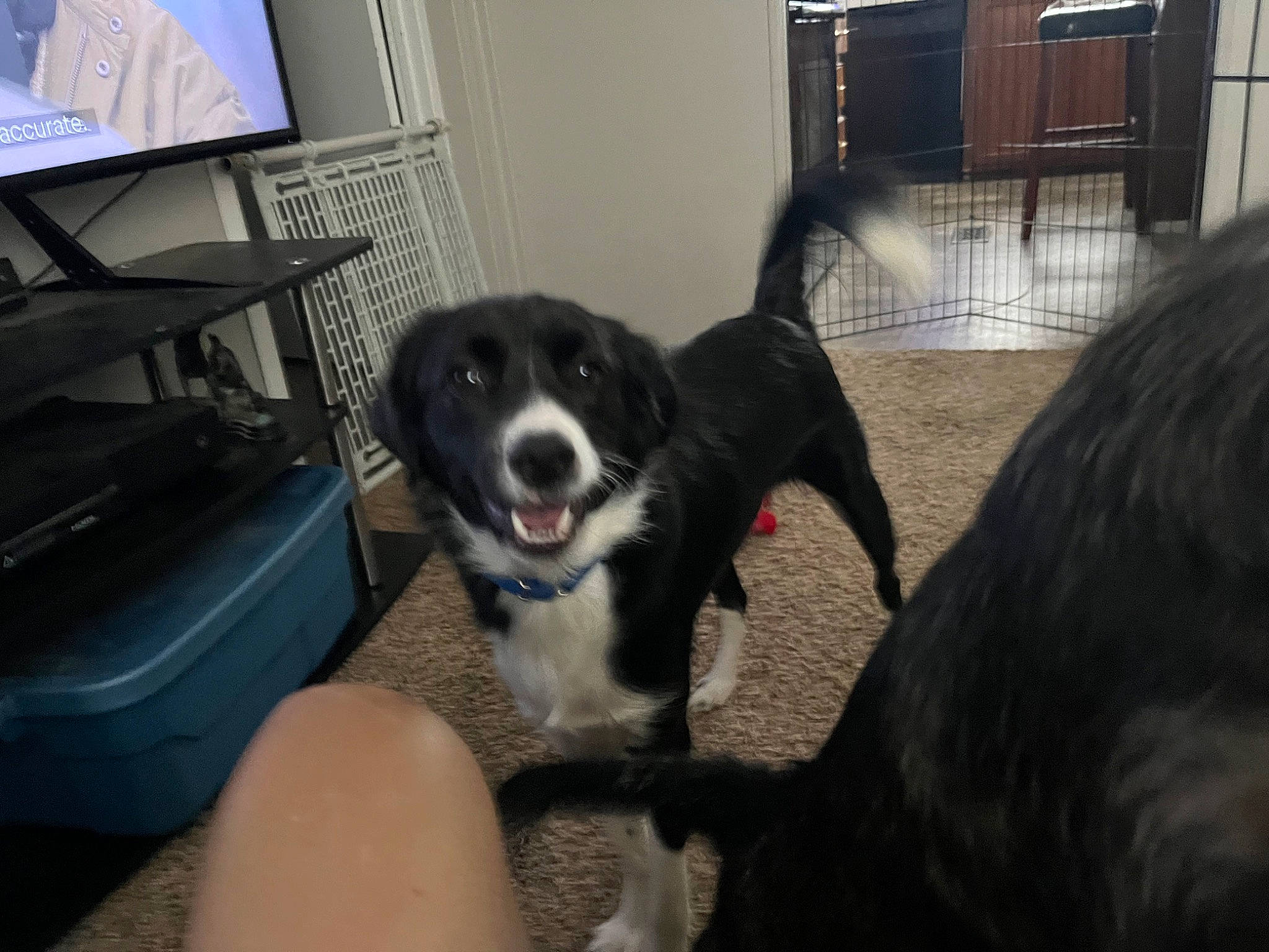 Bandit joined the competition — help win amazing prizes! building, carnivore, companion_dog, dog, dog_breed, flooring, fur, herding_dog, led_backlit_lcd_display, mcnab, paw, picture_frame, snout, sporting_group, television, working_animal, working_dog