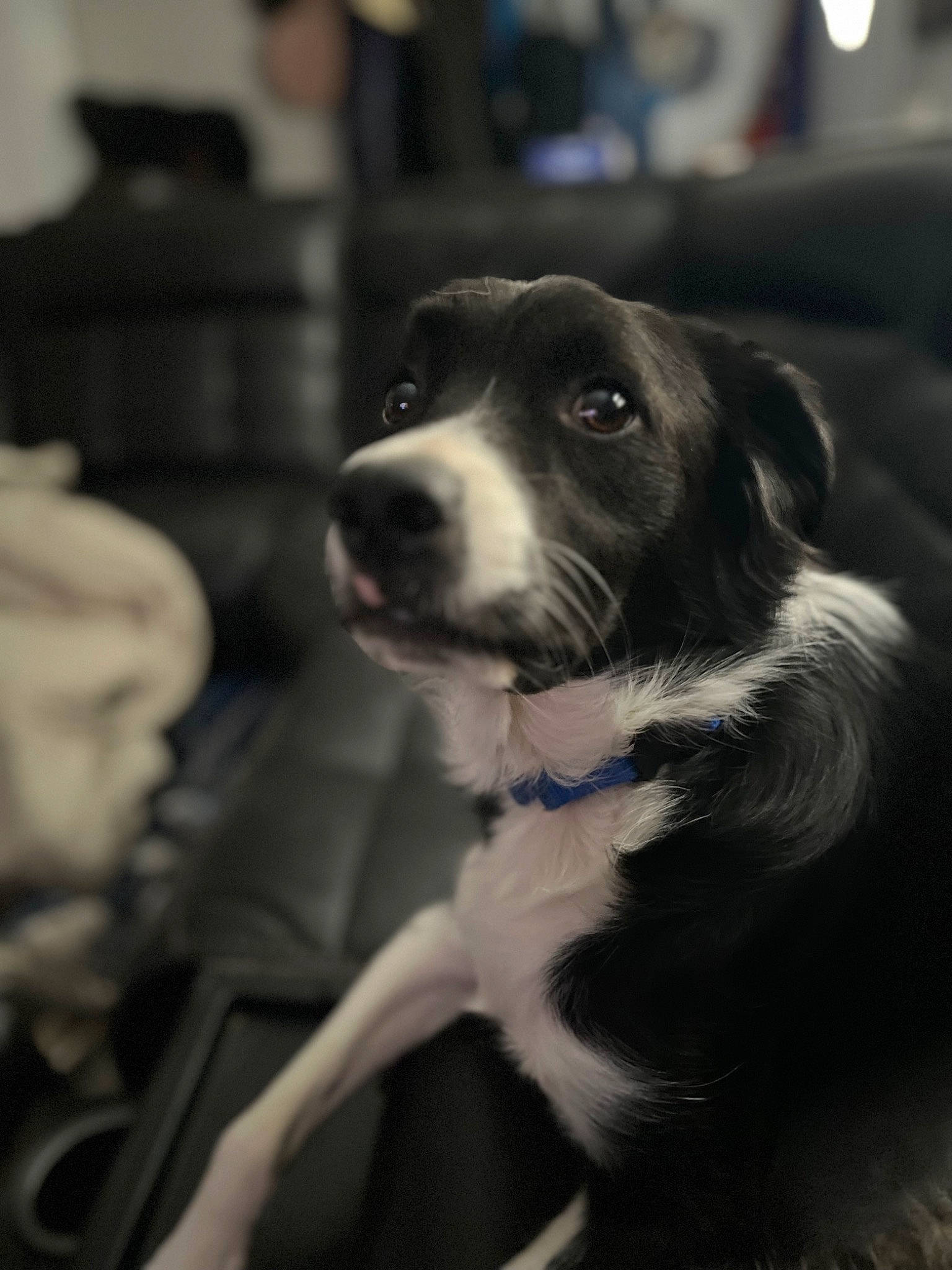 Bandit is registered to the contest to win money with this photo: border_collie, canidae, carnivore, companion_dog, dog, dog_breed, flash_photography, fur, monochrome, monochrome_photography, snout, sporting_group, street, whiskers, working_animal, working_dog