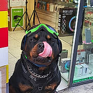 Volt participe au concours pour gagner de l'argent avec cette photo : rottweiler, dog, goggles, harness, tongue, licking, mat, storefront, phone_accessories, led_ring_light, glass_door, floor, tile, technology, pet, animal, sidewalk, urban, shop, cute