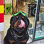 rottweiler, dog, goggles, harness, tongue, licking, mat, storefront, phone_accessories, led_ring_light, glass_door, floor, tile, technology, pet, animal, sidewalk, urban, shop, cute