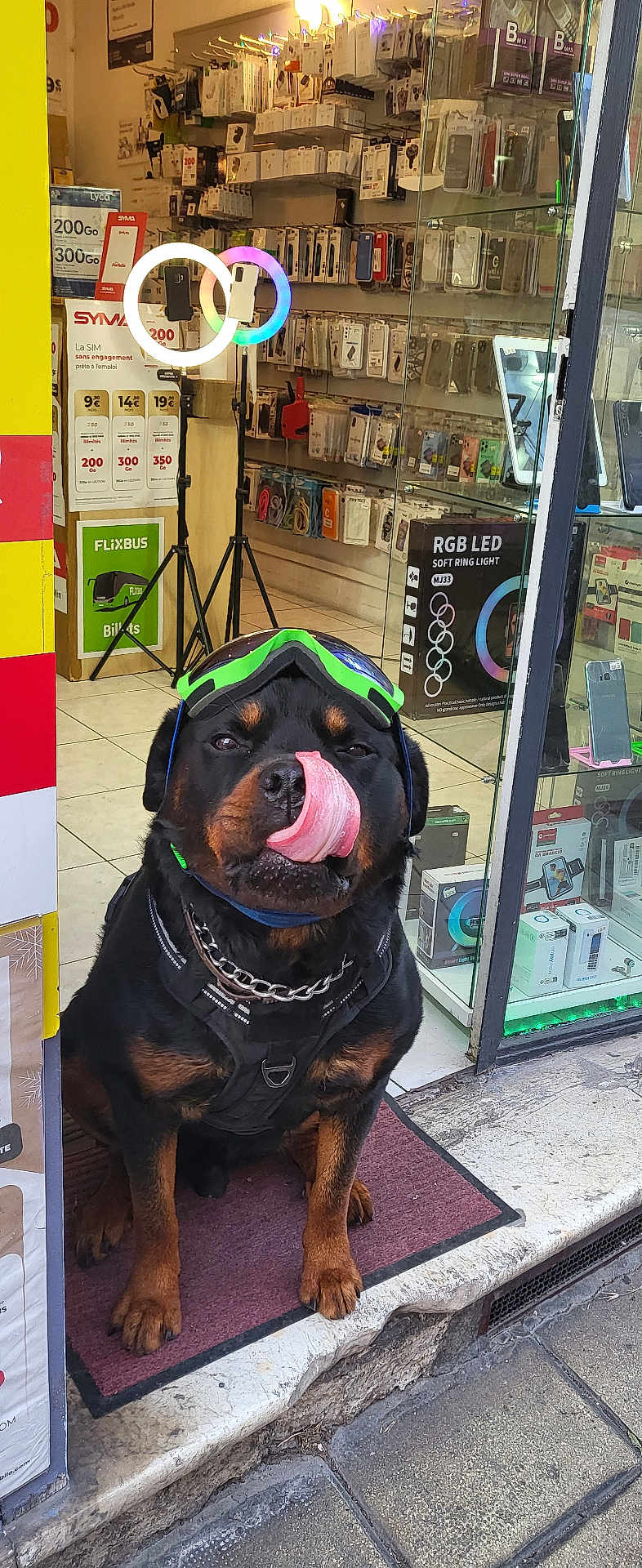 Volt participe au concours pour gagner de l'argent avec cette photo : rottweiler, dog, goggles, harness, tongue, licking, mat, storefront, phone_accessories, led_ring_light, glass_door, floor, tile, technology, pet, animal, sidewalk, urban, shop, cute