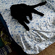 Watson joined the competition — help win amazing prizes! black_cat, bed, blanket, floral_pattern, furniture, indoor, living_space, pet, resting, sheet, side_table, sleeping_cat, soft_texture, table, tucked_in, unmade_bed, wooden_table, carpet, cozy, quiet