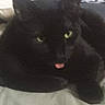 Watson is registered to the contest to win money with this photo: black_cat, cat, pet, animal, tongue_out, indoor, bed, feline, cute, resting, fur, whiskers, domestic_animal, sleepy, close_up, animal_face, green_eyes, blurred, soft_lighting, cozy