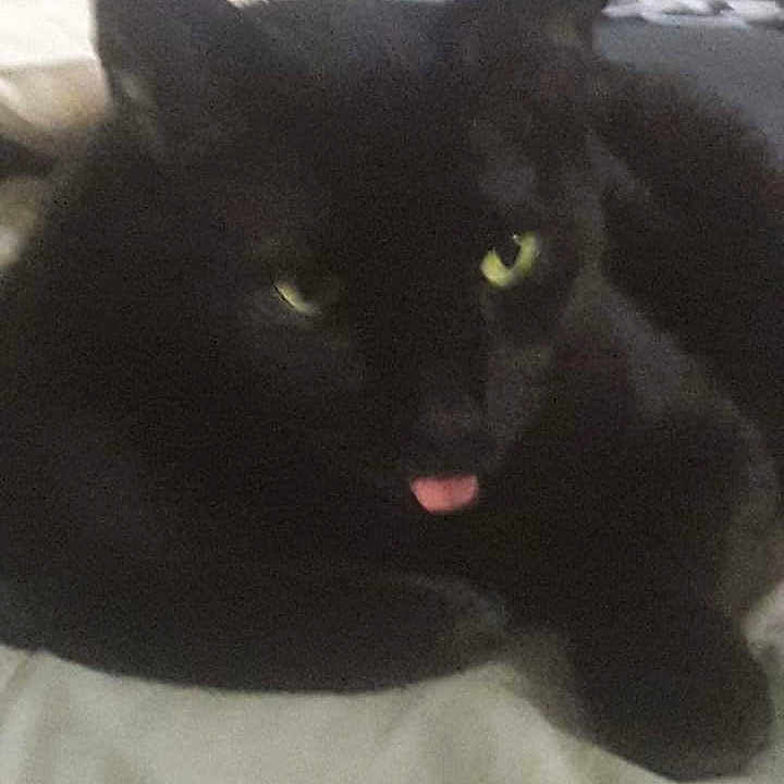 Watson is registered to the contest to win money with this photo: black_cat, cat, pet, animal, tongue_out, indoor, bed, feline, cute, resting, fur, whiskers, domestic_animal, sleepy, close_up, animal_face, green_eyes, blurred, soft_lighting, cozy