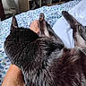 Watson joined the competition — help win amazing prizes! cat, black_cat, bed, blanket, person_arm, indoor, furry, resting, relaxation, paw, fur, animal, pet, cozy, comfort, domestic, close_up, sleeping, home, casual