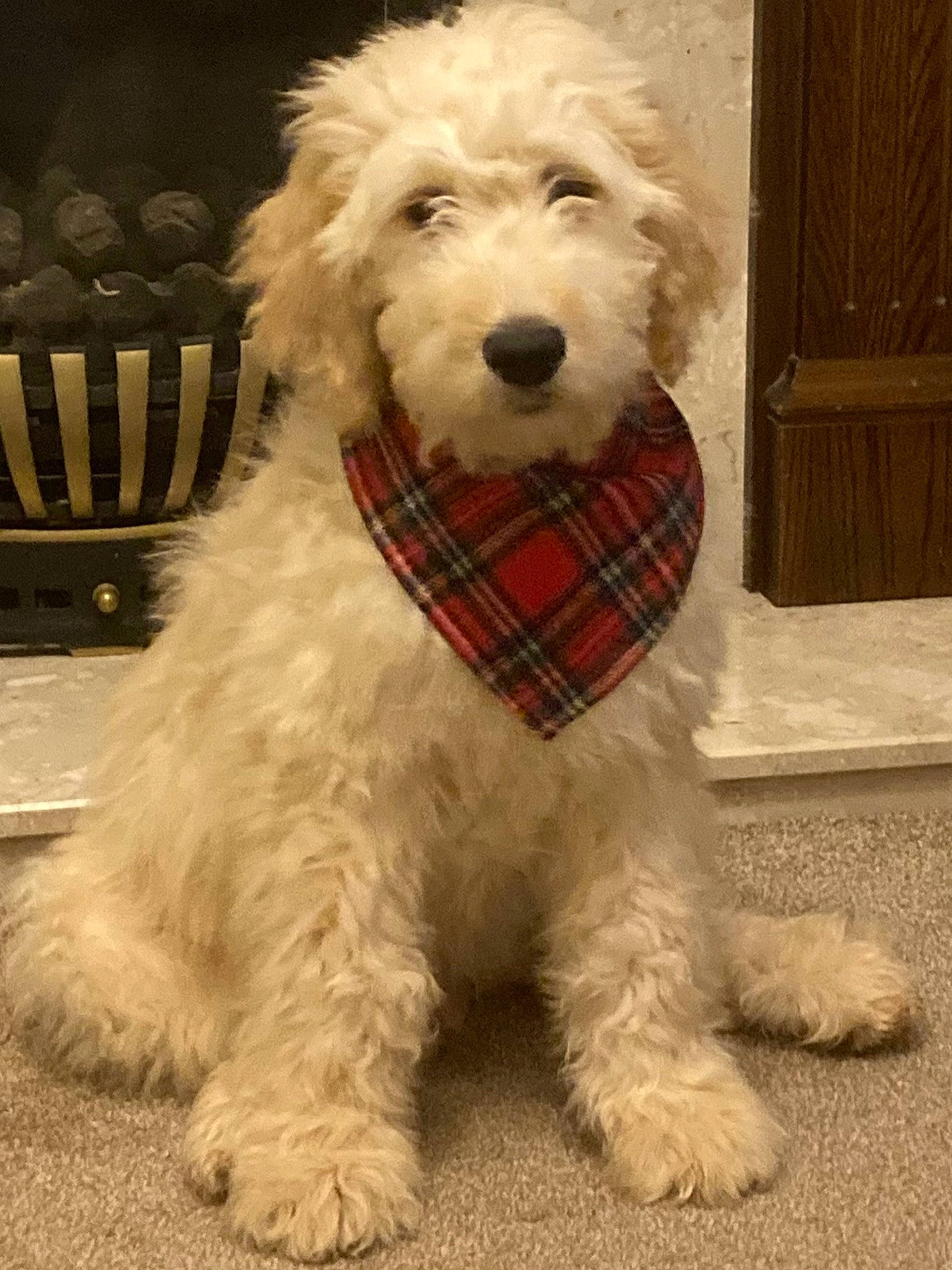Dudley joined the competition — help win amazing prizes! canidae, carnivore, companion_dog, dog, dog_breed, dog_collar, dog_supply, door, fur, giant_dog_breed, labradoodle, maltepoo, pattern, small_terrier, snout, sporting_group, terrier, toy_dog, water_dog, working_animal
