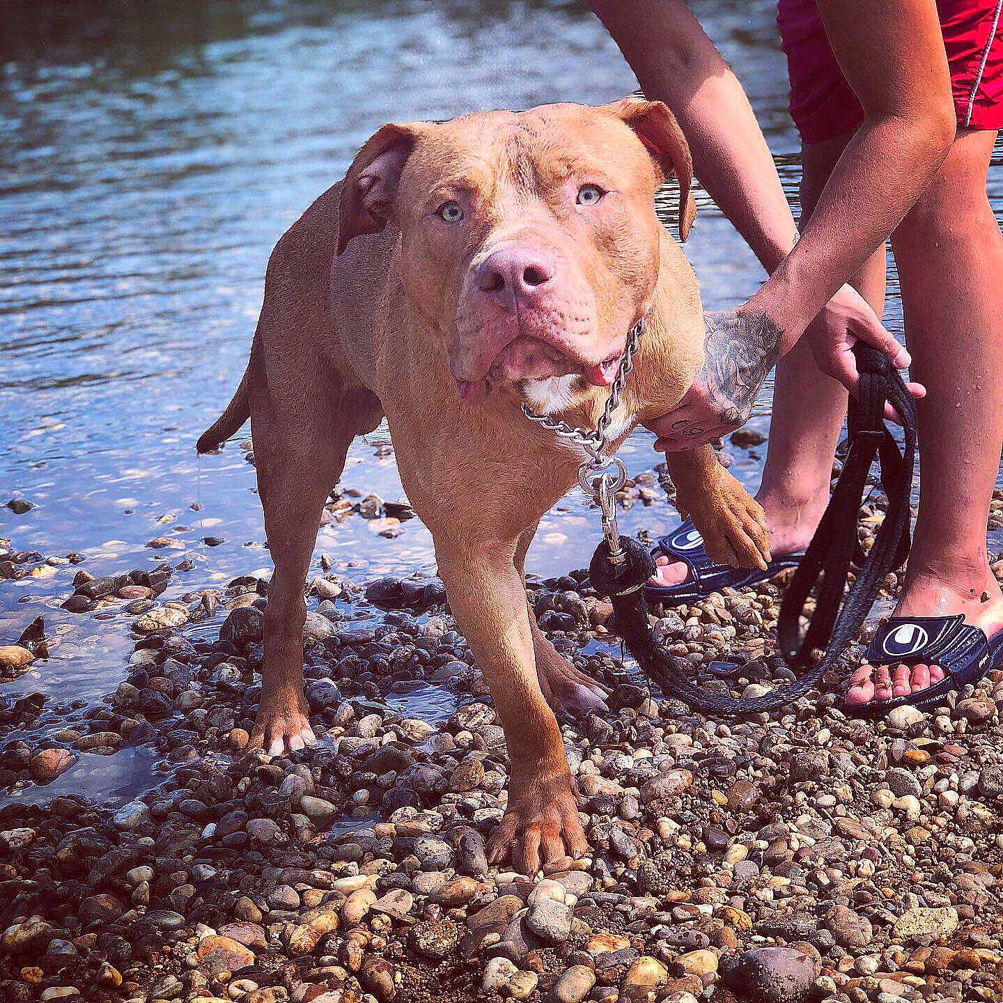 Mayron participe au concours pour gagner de l'argent avec cette photo : adventure, american_bulldog, american_pit_bull_terrier, american_staffordshire_terrier, bulldog, canidae, carnivore, dog, dog_breed, fawn, mammal, molosser, non_sporting_group, pit_bull, rare_breed_dog, sporting_group