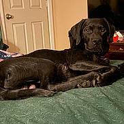 Maverick is registered to the contest to win money with this photo: animal, bed, bedroom, black_dog, blanket, clutter, curled, dog, door, dresser, fur, furniture, indoor, looking_at_camera, lying_down, nightstand, paw, pet, relaxed, television